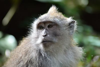 Portrait of monkey