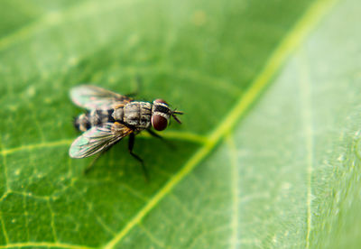 Close-up of fly on leaf