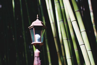 Close-up of bamboo structure in forest