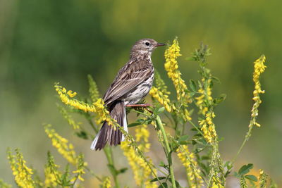 Bird perching on a flower