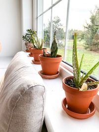 Potted plants on window sill at home