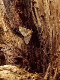 Close-up of lizard on wood