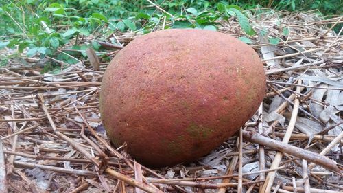 Close-up of apple on field