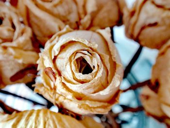 Close-up of roses