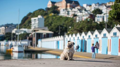 Dog sitting at harbor in city