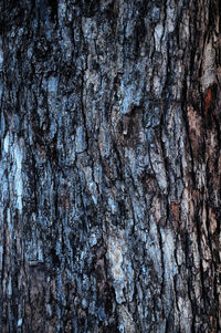 Close-up of tree trunk