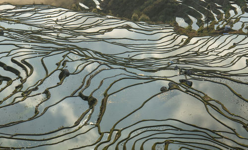 Yuanyang rice terrace, yunnan, china
