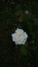 High angle view of white rose blooming outdoors