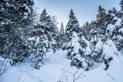 Trees on snow covered landscape against sky