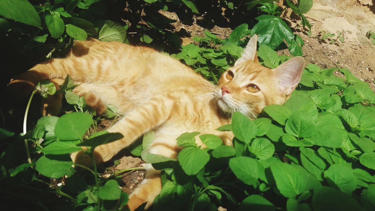 CAT SLEEPING ON LEAVES OF PLANT