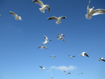 Low angle view of seagulls flying against clear sky