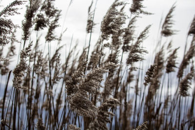 Low angle view of plants on land against sky