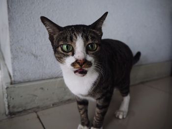 Close-up portrait of cat standing against wall