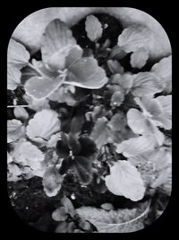 Close-up of flowering plant