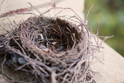 Close-up of bird nest