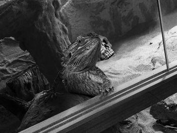 Close-up of lizard on wall