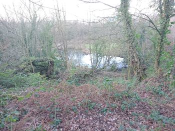 Plants and bare trees against sky