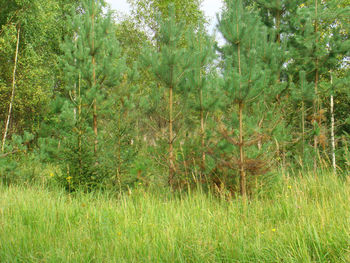 Scenic view of forest