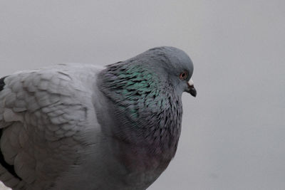 Close-up of pigeon