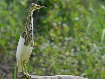 Close-up of bird perching on tree