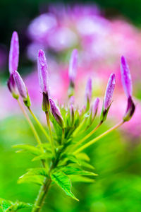 Close-up of pink flowering plant