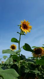 Close-up of sunflower against sky