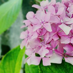 Close-up of pink flowers