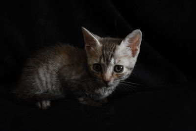 Portrait of kitten on black background