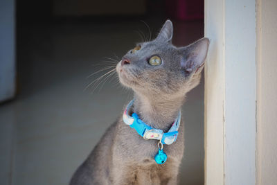 Close-up of a cat looking away