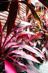 Close-up of pink flowering plants