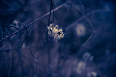 Close-up of wilted flowering plant