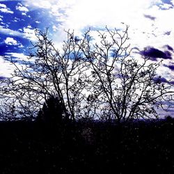 Low angle view of bare trees against sky