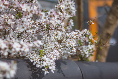 Close-up of insect on cherry blossom