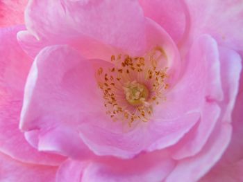 Close-up of pink rose flower