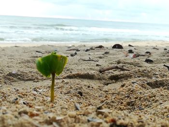 Surface level of sand on beach against sky