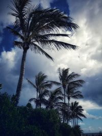 Low angle view of palm trees against sky