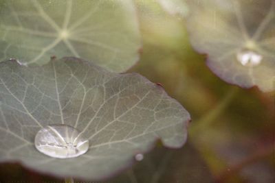 Close-up of plant against blurred background