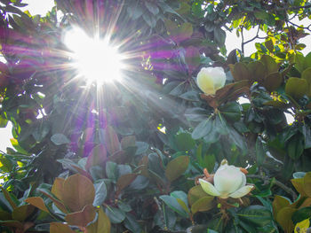 Low angle view of flowers blooming on tree