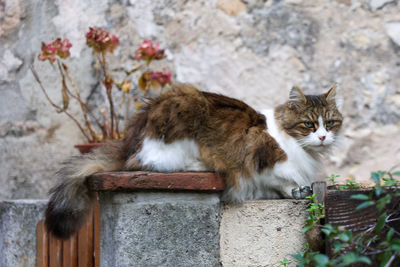 Cat sitting on garden fence