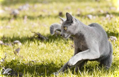 Russian blue