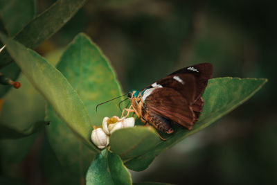 Close-up of butterfly pollinating flower