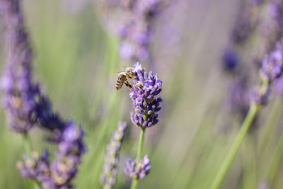 Close-up of bee pollinating on purple flower