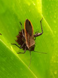 Close-up of insect on leaf