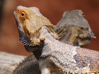 Close-up of lizard