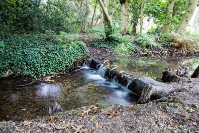 Scenic view of waterfall in forest