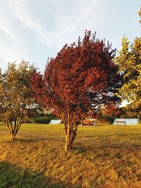 Trees on field during autumn