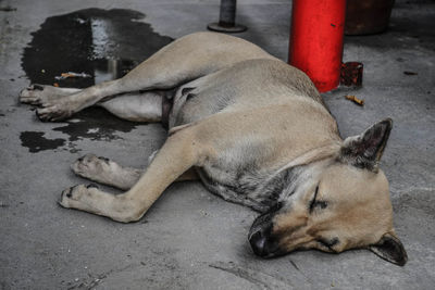 High angle view of dog sleeping on street