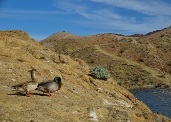 View of ducks on desert land against sky