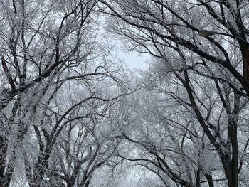 Low angle view of bare trees in winter