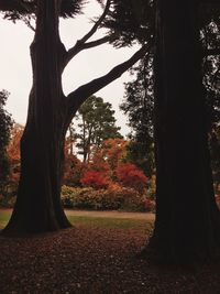 Trees in forest during autumn